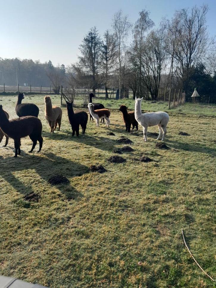 Prachtige jonge alpaca veulens merrie's en hengstjes, Dieren en Toebehoren, Pony's, Meerdere dieren, Recreatiepony, 0 tot 2 jaar