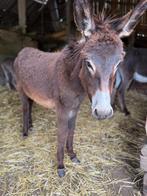 Jonge hengst ezels., Étalon, Vermifugé