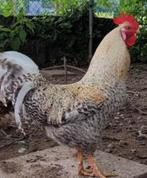 Broedeieren Cream legbar crested, Dieren en Toebehoren, Pluimvee