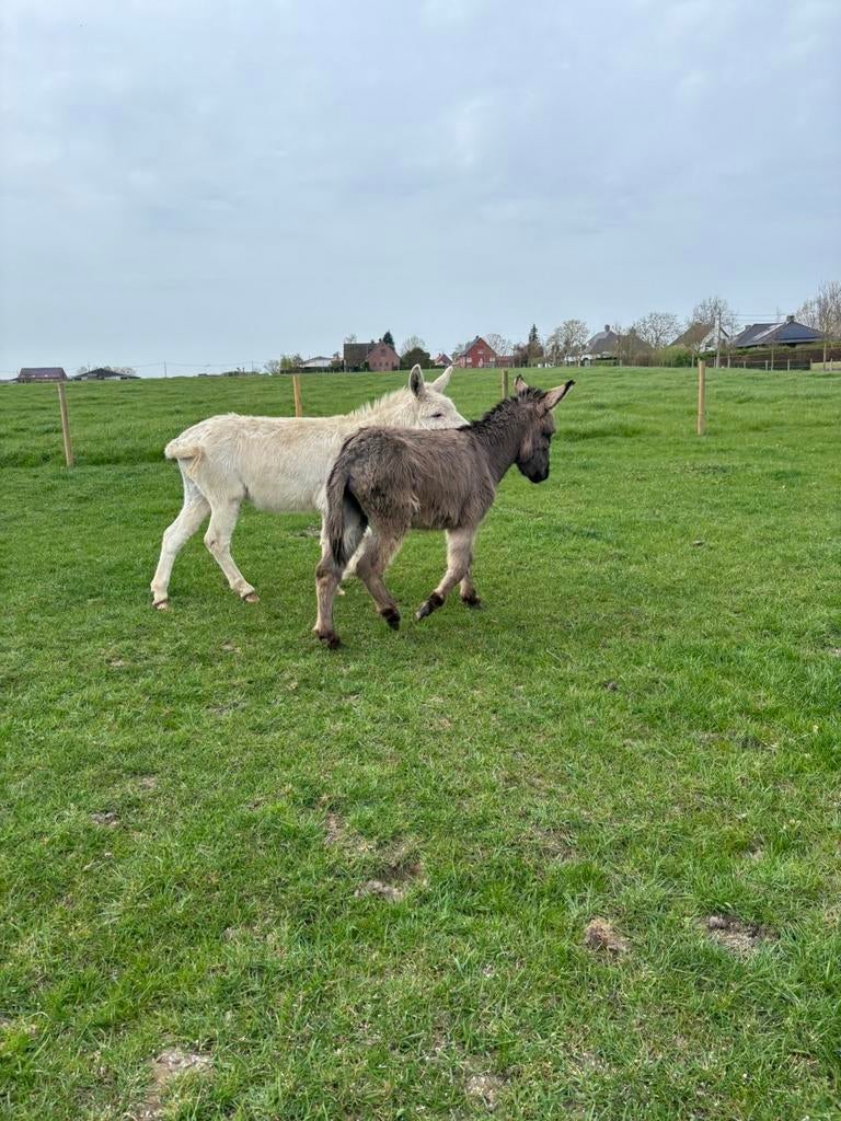 2 mini ezels, Hengst, Niet van toepassing, A pony (tot 1.17m), 0 tot 2 jaar