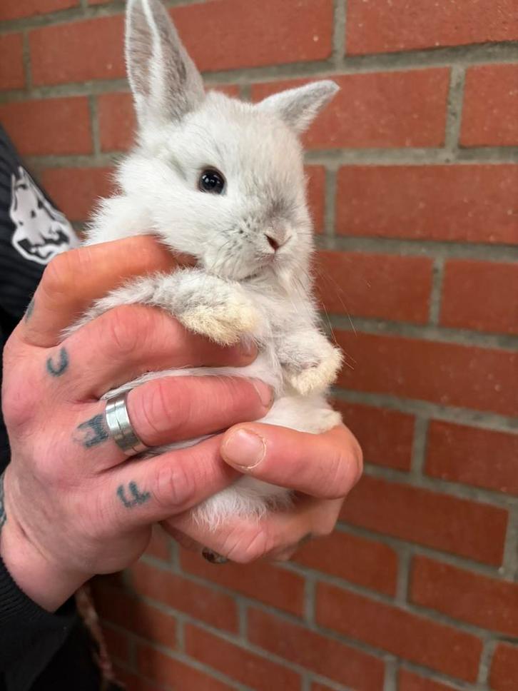 Dwergkonijntjes te koop, Animaux & Accessoires, Lapins, Nain, Plusieurs animaux, 0 à 2 ans