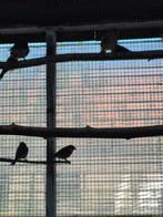 Barmsijzen te koop, Bagué