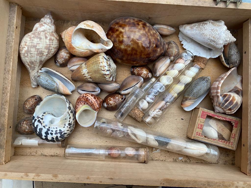 Collection de coquillages :a vendre le lot complet, Enlèvement ou Envoi, Comme neuf, Autres types
