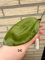 Hoya Cinnamomifolia var. Purpureofusca, Huis en Inrichting, Kamerplanten, Ophalen of Verzenden