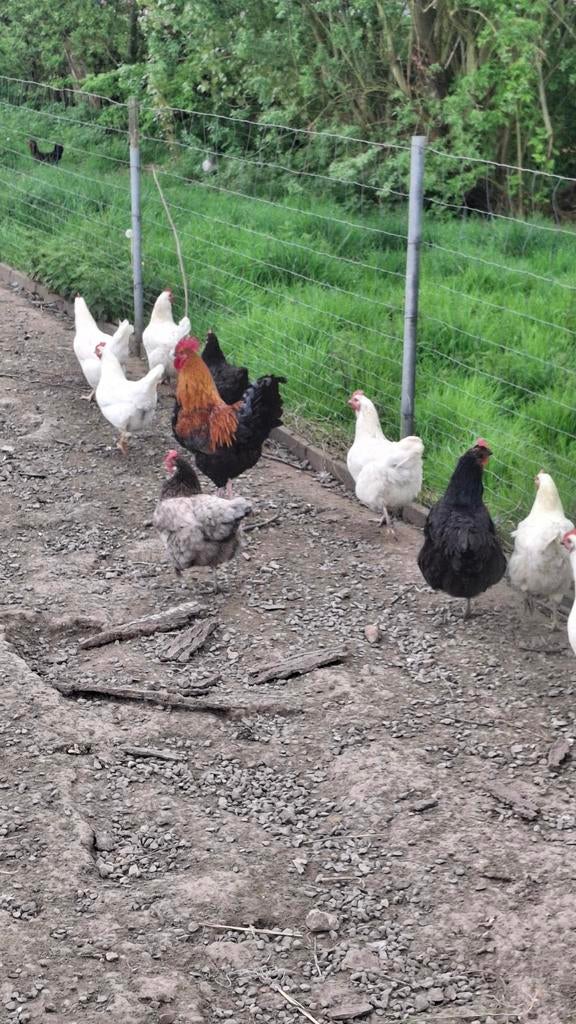 3 legkippen te koop, Animaux & Accessoires