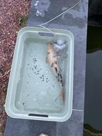 3 Koi Karpers, Dieren en Toebehoren, Karper of Koi