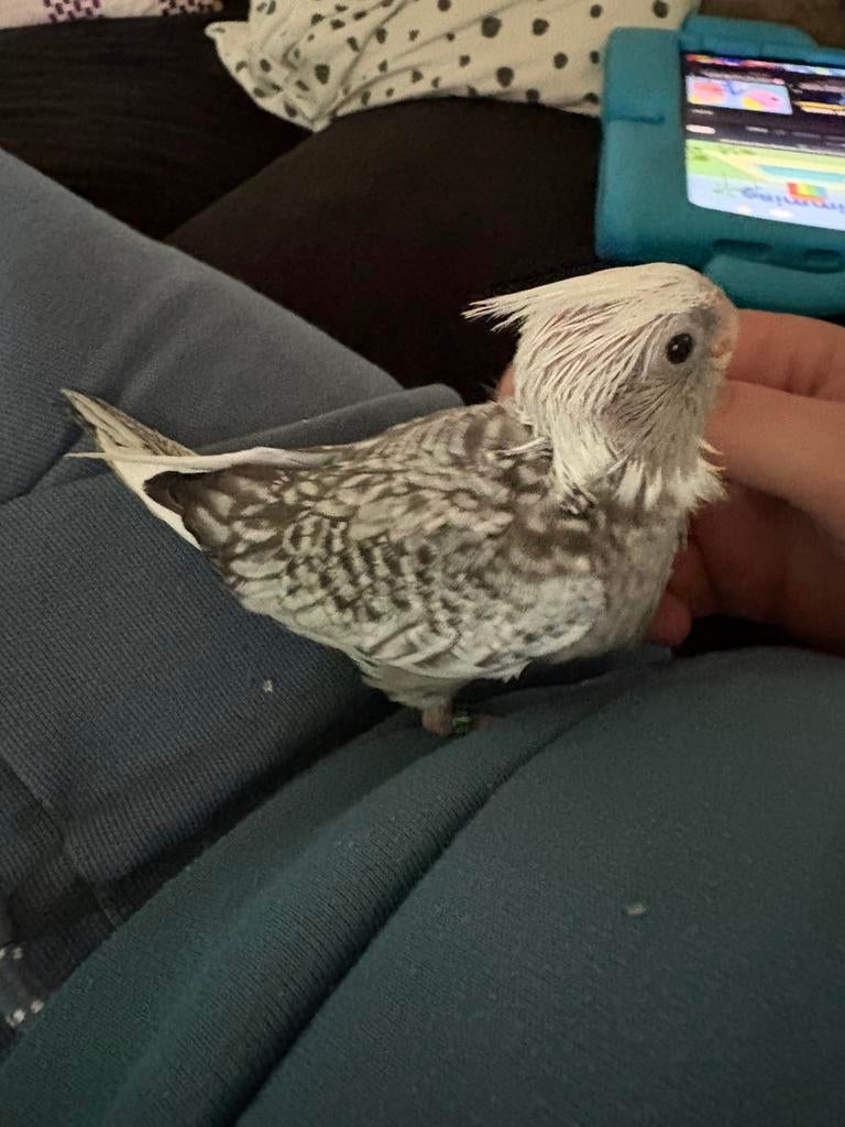 valkparkiet, Parkiet, Geringd