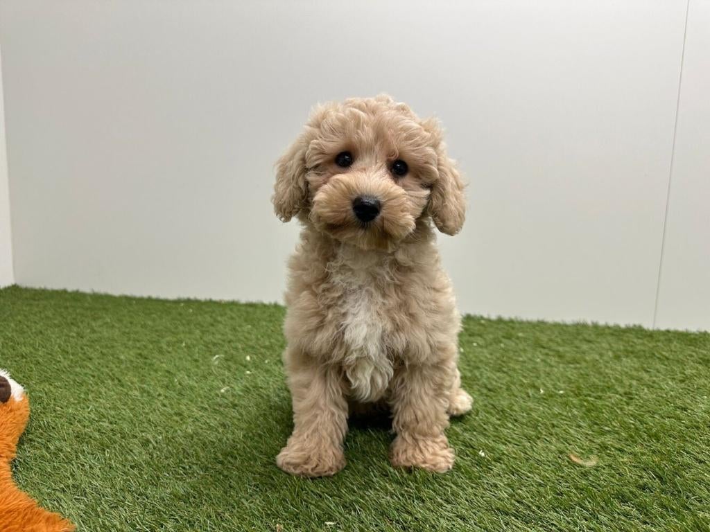 Chiots Maltipoo, Hépatite contagieuse (maladie de Rubarth), Belgique, Plusieurs, 8 à 15 semaines
