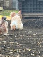 Cochin krielen, Dieren en Toebehoren, Pluimvee