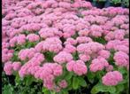 Sedum vaste plant KOOPJE, Tuin en Terras, Ophalen, Zomer, Vaste plant