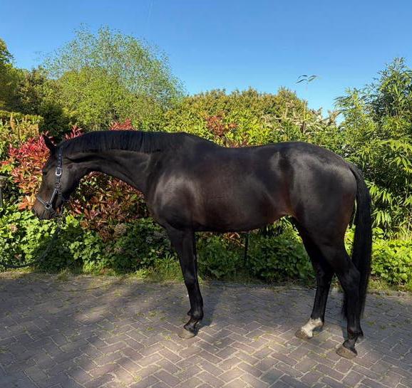 5 jarige desperado merrie, Cheval de dressage, 165 à 170 cm, Non dressé, Avec pedigree