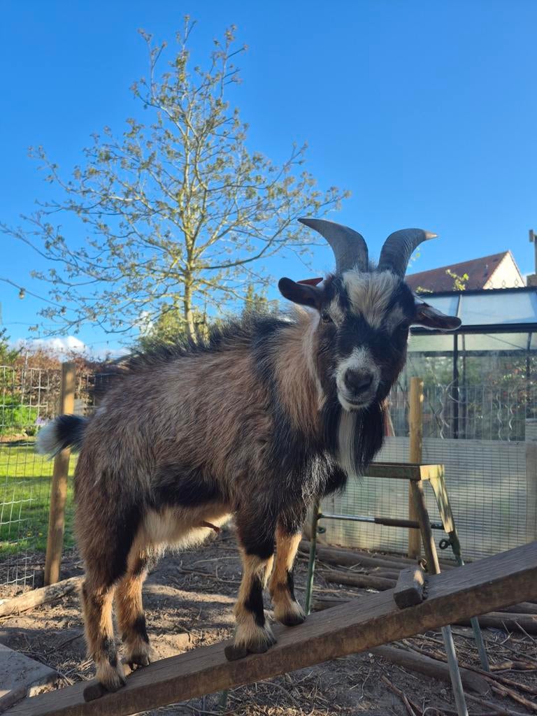 Mooie handtamme éénjarige bok, Dieren en Toebehoren, Schapen, Geiten en Varkens