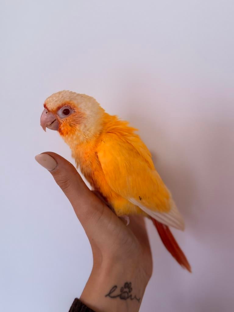 Pyrrhura Molinae Lutino, Tam