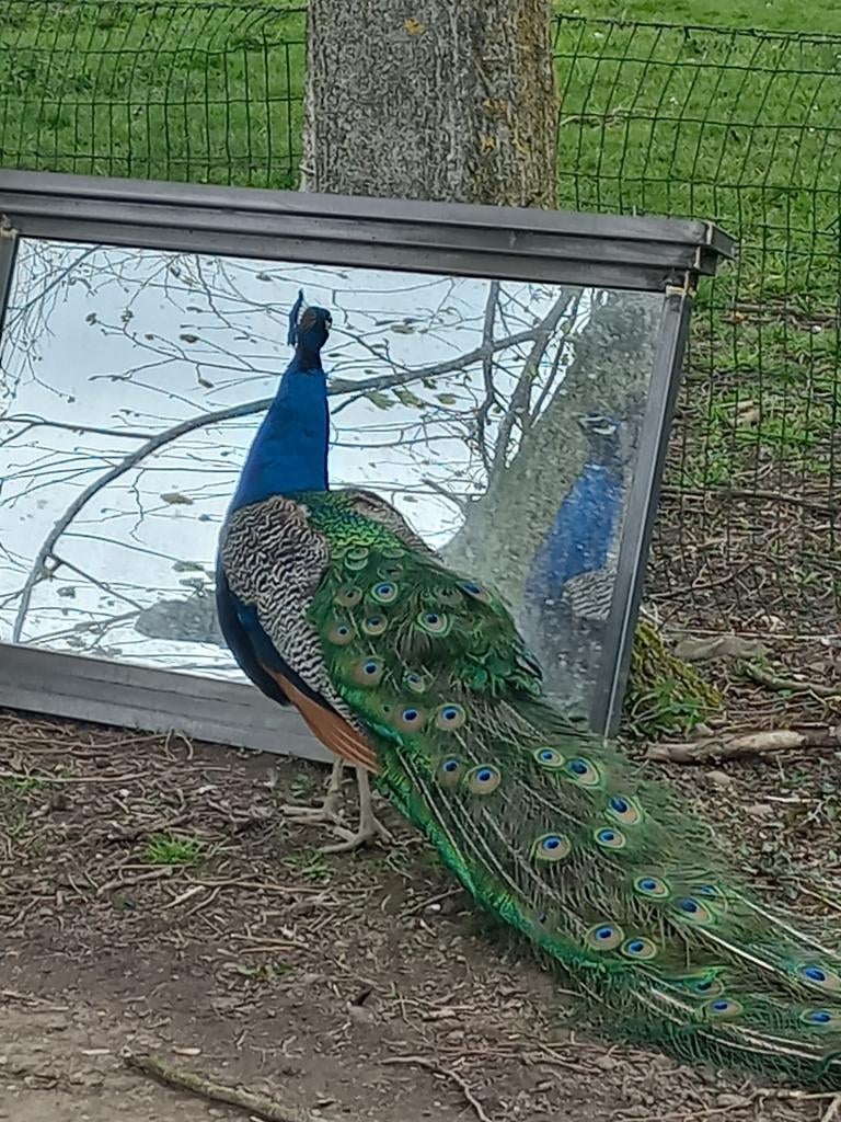 Blauwe pauw hanen, Mannelijk