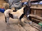 Leuke 2 jarige pony, Dieren en Toebehoren, Pony's, Gechipt, Ruin, 0 tot 2 jaar, B pony (1.17m tot 1.27m)