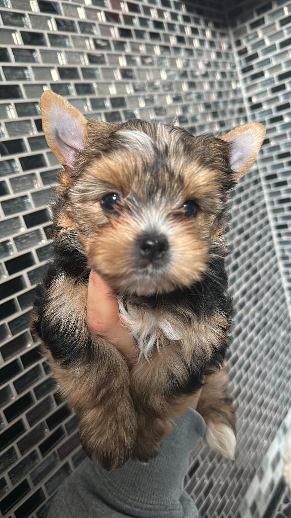 Yorkshire fille Océan Pearl, Dieren en Toebehoren, Honden | Jack Russells en Terriërs, Yorkshire Terriër, Fokker | Hobbymatig