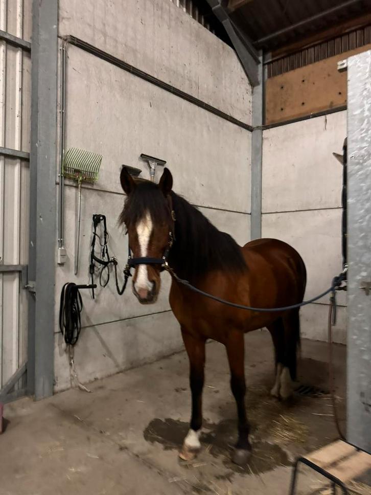 Lease paard / halve stal aangeboden, Animaux & Accessoires, Chevaux, Hongre, 160 à 165 cm, 7 à 10 ans, Cheval de dressage, Avec pedigree