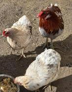 Araucana, Dieren en Toebehoren, Pluimvee