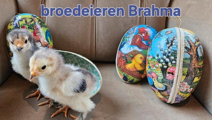 Mélange de poulets Brahma, œufs à éclore, Animaux & Accessoires, Animaux Autre, Mars