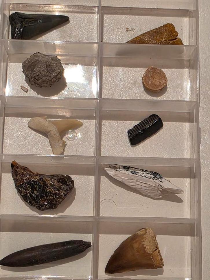 Lot de 10 magnifiques fossiles dans une boîte.
2, Collections, Minéraux & Fossiles, Fossile, Enlèvement ou Envoi