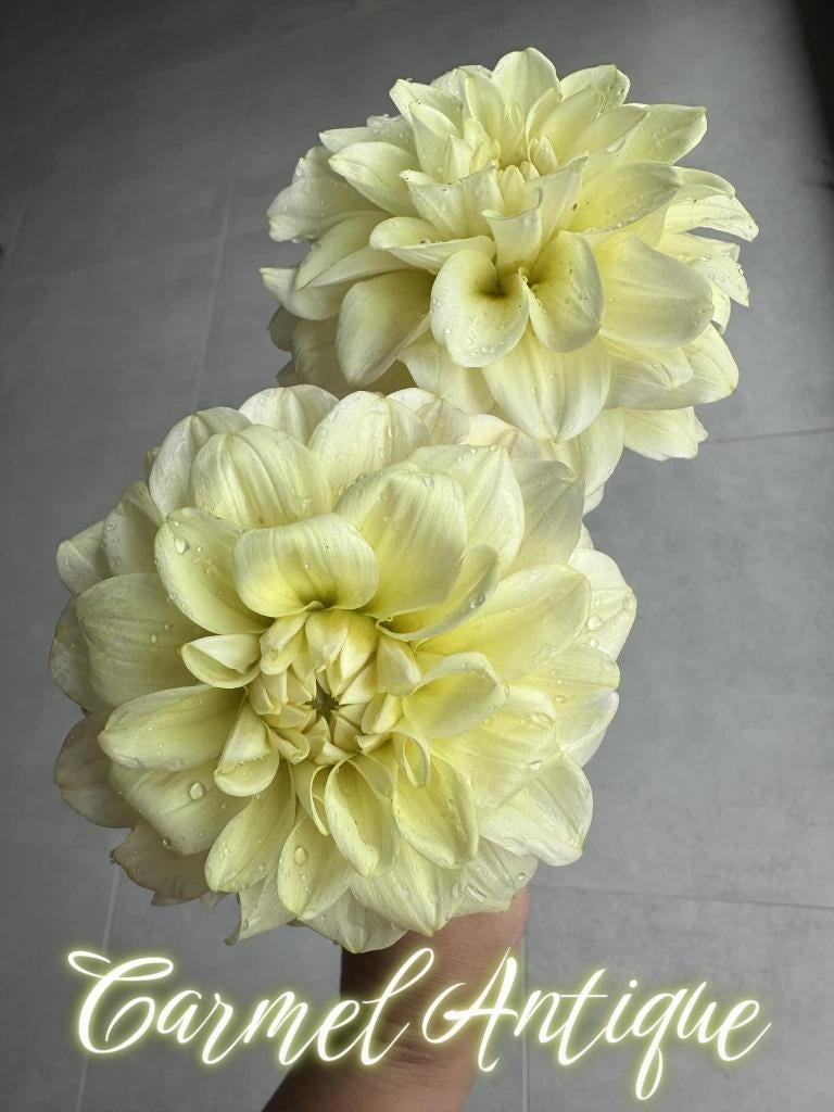 Dahlia knollen, Tuin en Terras, Ophalen of Verzenden, Voorjaar, Volle zon, Knol