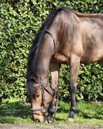 Paard Geweldige ruin, Dieren en Toebehoren, Paarden, Ruin, Zadelmak, 7 tot 10 jaar, 160 tot 165 cm