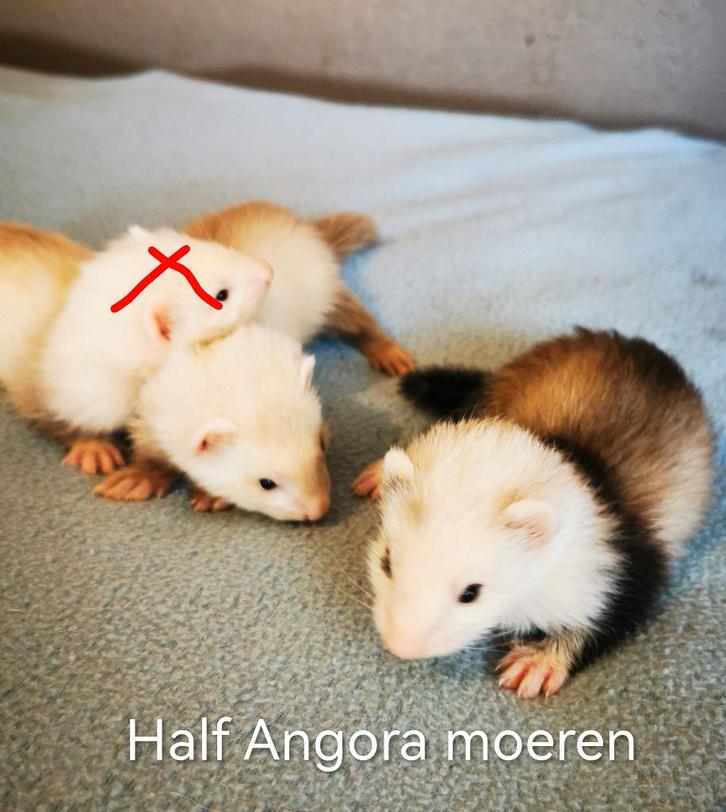 Half Angora en vol angora fretjes, Dieren en Toebehoren, Overige Dieren, Meerdere dieren, Februari