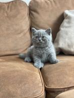 Britse korthaar kittens, Kater, Gechipt, 0 tot 2 jaar