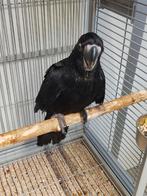 Super tamme baby Zwarte Roodstaart Kaketoes mannen, Dieren en Toebehoren, Vogels | Parkieten en Papegaaien, Mannelijk, Papegaai