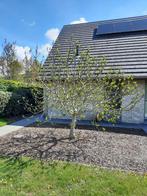 Vijgenboom, Tuin en Terras, Planten | Bomen, Ophalen, 250 tot 400 cm