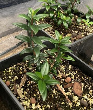  Mirte / Mirto Bessen plantjes beschikbaar voor biedingen