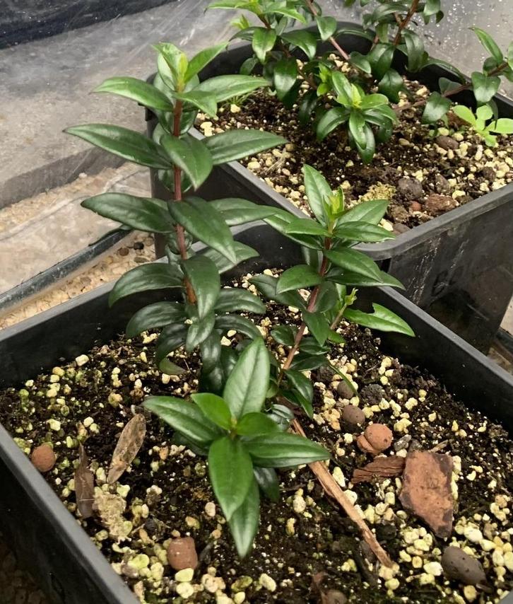 Mirte / Mirto Bessen plantjes, Tuin en Terras, Planten | Struiken en Hagen, Struik, Overige soorten, 250 cm of meer, Ophalen