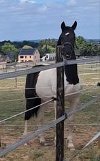 TE KOOP! Onno Terlinden, Animaux & Accessoires, Chevaux, Avec pedigree, Hongre, 160 à 165 cm, 0 à 2 ans