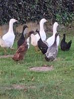 1 witte gans van begin mei, Dieren en Toebehoren, Pluimvee, Geslacht onbekend, Gans of Zwaan