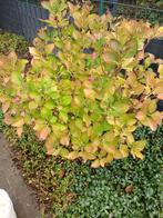 Hortensia, Ophalen, Vaste plant