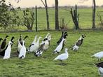 Indische Loopeenden @Paradijshof, Dieren en Toebehoren, Meerdere dieren, Eend