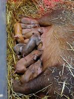 Duroc varkens te koop, Dieren en Toebehoren, Schapen, Geiten en Varkens