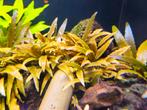 Aquariumplant, Overige typen, Zoetwatervis