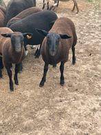 Zwarte bles lammeren te koop, Dieren en Toebehoren, Schapen, Geiten en Varkens