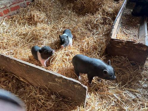 Kleine biggetjes Gottinger x hangbuikzwijn, Dieren en Toebehoren, Schapen, Geiten en Varkens, Varken, Meerdere dieren, 0 tot 2 jaar