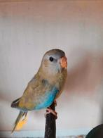 Splendid cinnamon /blauw 25, Dieren en Toebehoren, Geringd