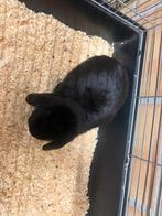 Vrouwtjes konijn, Dieren en Toebehoren, Februari, Vrouwelijk, Overige typen, Tam