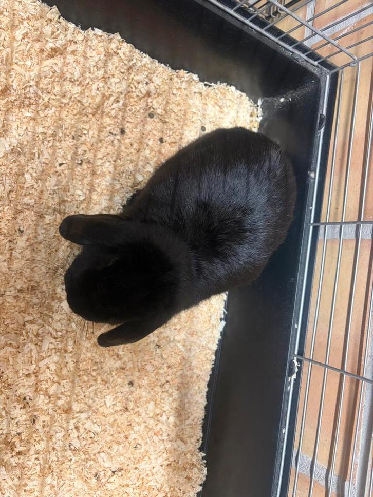 Vrouwtjes konijn, Dieren en Toebehoren, Knaagdieren, Vrouwelijk, Overige typen, Februari, Tam