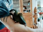 Handtamme Geelnekara, Dieren en Toebehoren, Vogels | Parkieten en Papegaaien
