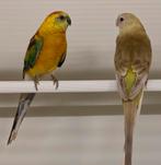 Roodrugparkieten / roodruggen, Plusieurs animaux, Perruche, Bagué