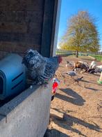 Cochin haantjes, Dieren en Toebehoren, Pluimvee, Mannelijk, Kip