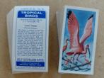 Tropical Birds complete set 50 chromos vogels 1961, Ophalen of Verzenden, 1960 tot 1980, Dier