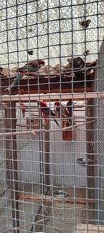 parkieten rozellas rood, Dieren en Toebehoren