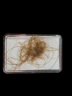 Mooi stuk mammoethaar uit Siberië ( Rusland )., Verzamelen, Ophalen of Verzenden