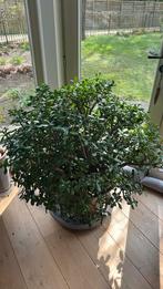 2 reuze Grassula Ovata jade planten 100cm, Huis en Inrichting, Kamerplanten, Ophalen, Vetplant, 100 tot 150 cm, In pot